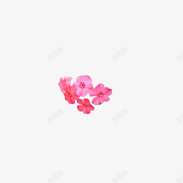 玫红色娇艳花png免抠素材_新图网 https://ixintu.com 女人花 娇艳 枚红色 盛开 艳丽 鲜艳