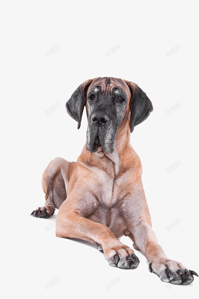 家庭宠物png免抠素材_新图网 https://ixintu.com 大丹犬 大丹狗 宠物狗 家犬
