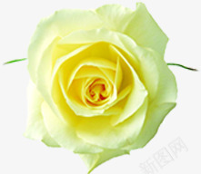 洁白绽放纯净开业花朵png免抠素材_新图网 https://ixintu.com 开业 洁白 纯净 绽放 花朵