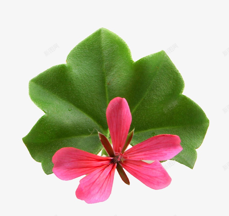 天竺葵花瓣特png免抠素材_新图网 https://ixintu.com 洋绣球 灌木植物 牻牛儿苗科 肉质草本 花色鲜艳 装饰花卉 香叶天竺葵