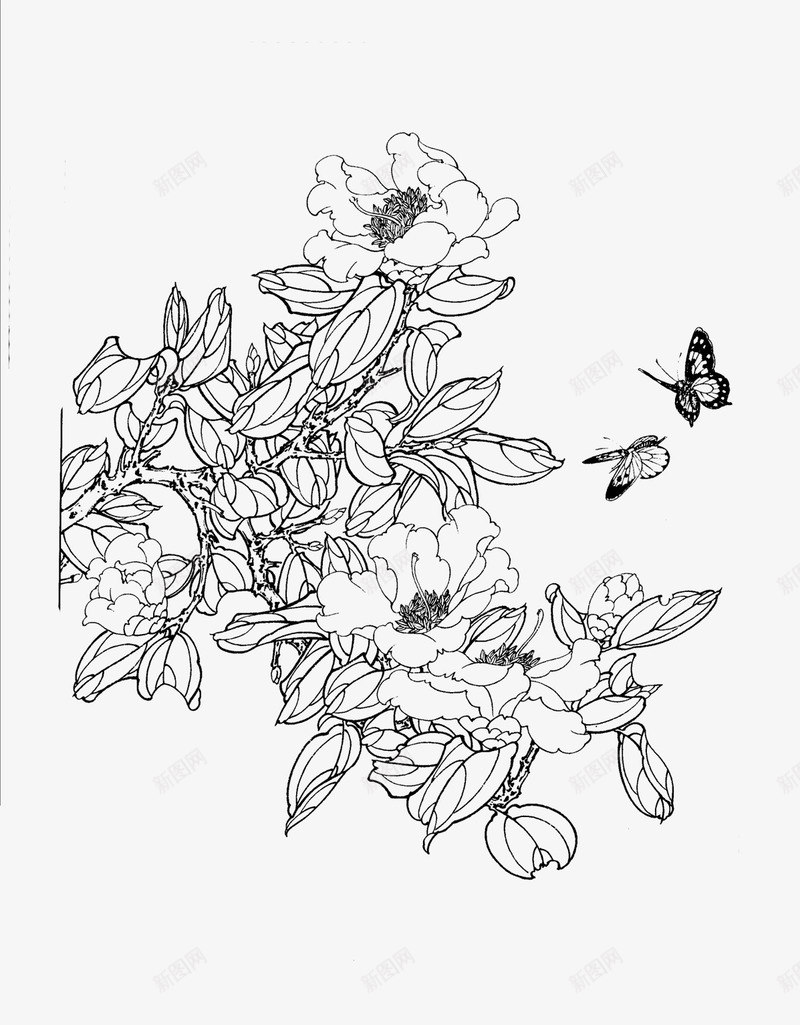 茶花png免抠素材_新图网 https://ixintu.com 白描 花卉线稿 茶花