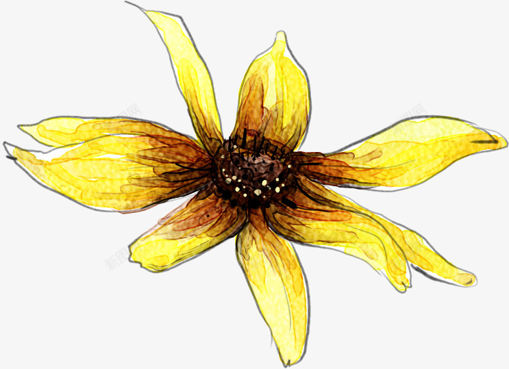 手绘鲜艳黄花插画png免抠素材_新图网 https://ixintu.com 插画 鲜艳 黄花