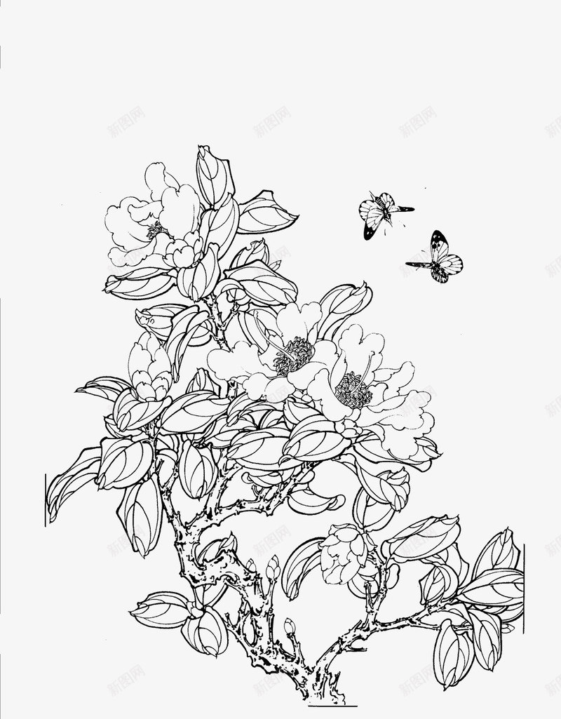 茶花png免抠素材_新图网 https://ixintu.com 白描 花卉线稿 茶花