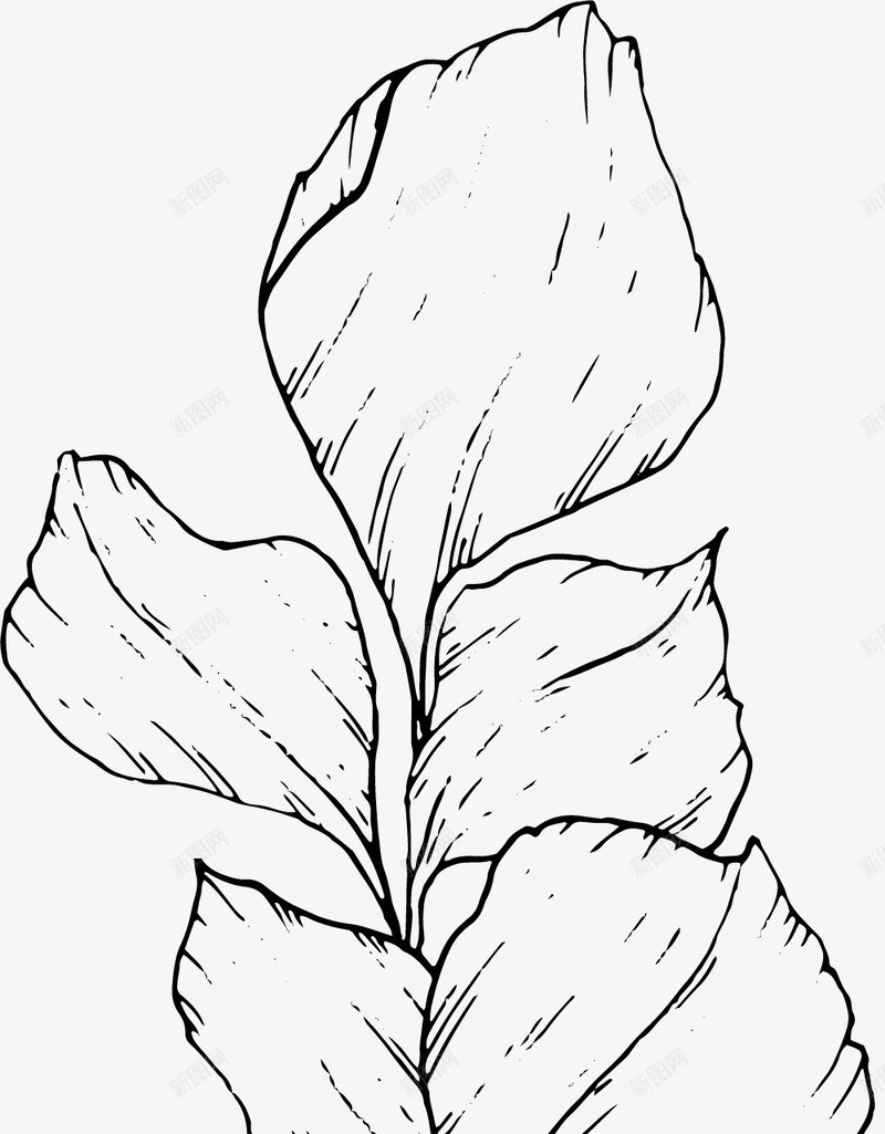 手绘叶子线稿png免抠素材_新图网 https://ixintu.com 叶子 叶子线描图 手绘 素色 线