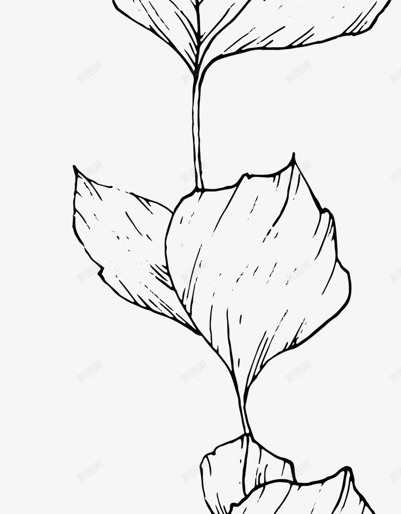 手绘叶子线稿png免抠素材_新图网 https://ixintu.com 叶子 叶子线描图 手绘 素色 线