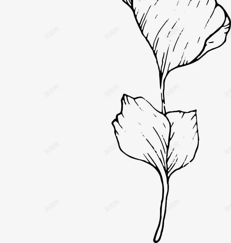 手绘叶子线稿png免抠素材_新图网 https://ixintu.com 叶子 叶子线描图 手绘 素色 线
