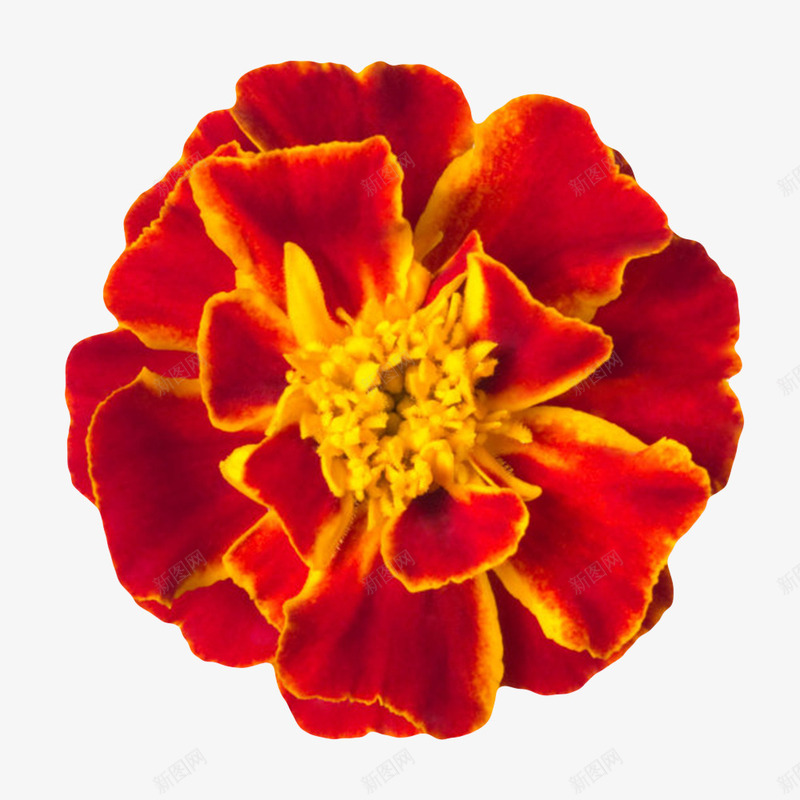 红色鲜艳的黄色花蕾的一朵大花实png免抠素材_新图网 https://ixintu.com 一朵大花 发黄 植物界 残旧 红色鲜艳的黄色花蕾的一朵大花实物免费下载 花冠 花卉 花托 花萼 草本植物