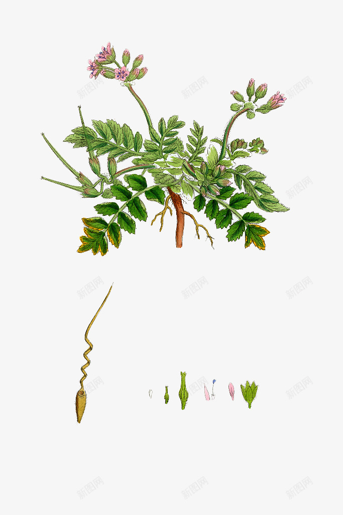 手绘天竺葵png免抠素材_新图网 https://ixintu.com 洋绣球 灌木植物 牻牛儿苗科 肉质草本 花色鲜艳 装饰花卉 香叶天竺葵
