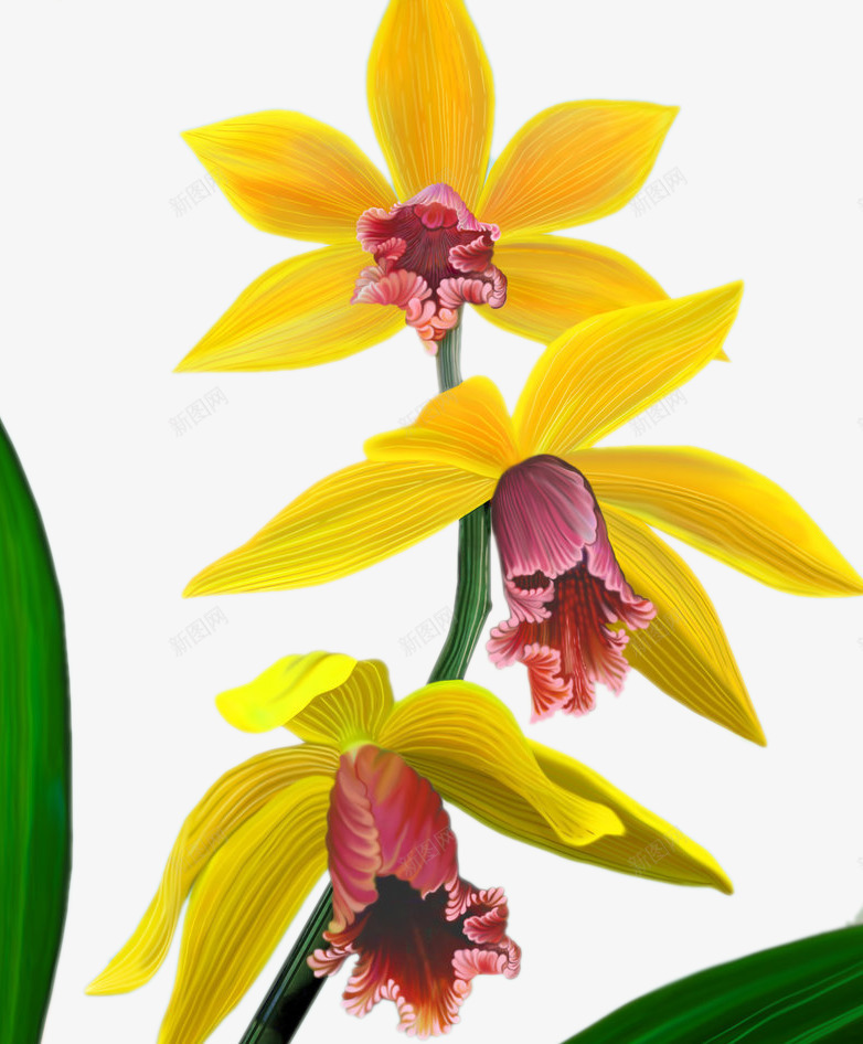 鲜艳的小花png免抠素材_新图网 https://ixintu.com 植物 盛开 花 花瓣 花蕊 黄色花瓣