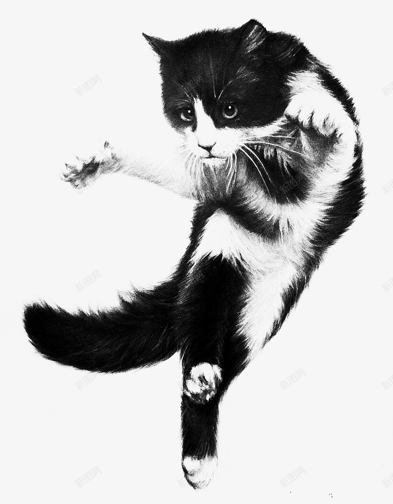 神气的猫咪形象png免抠素材_新图网 https://ixintu.com 元素 手绘 猫咪 素描 质感 颜色