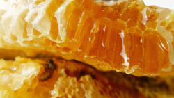 纯天然土蜂蜜实物素材