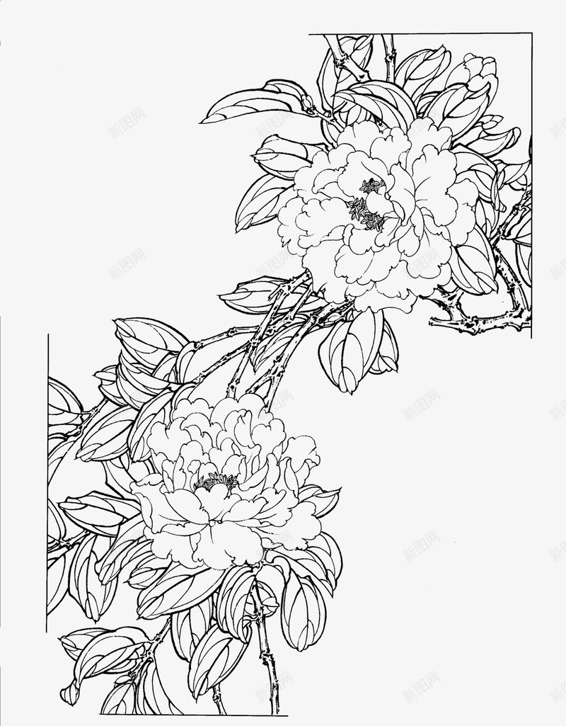 茶花png免抠素材_新图网 https://ixintu.com 白描 花卉线稿 茶花