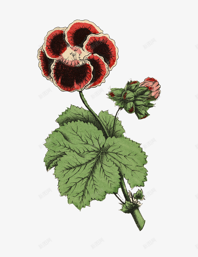 手绘天竺葵png免抠素材_新图网 https://ixintu.com 洋绣球 灌木植物 牻牛儿苗科 肉质草本 花色鲜艳 装饰花卉 香叶天竺葵