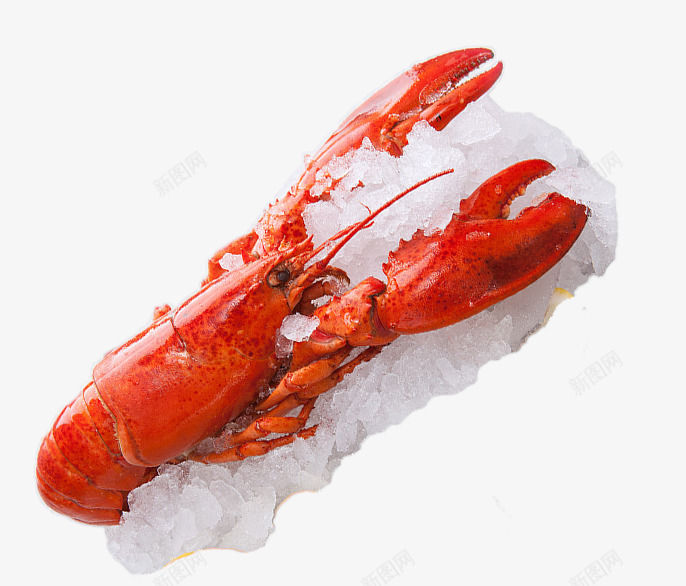 新鲜可口波士顿龙虾png免抠素材_新图网 https://ixintu.com 实物 波士顿龙虾 美食 龙虾