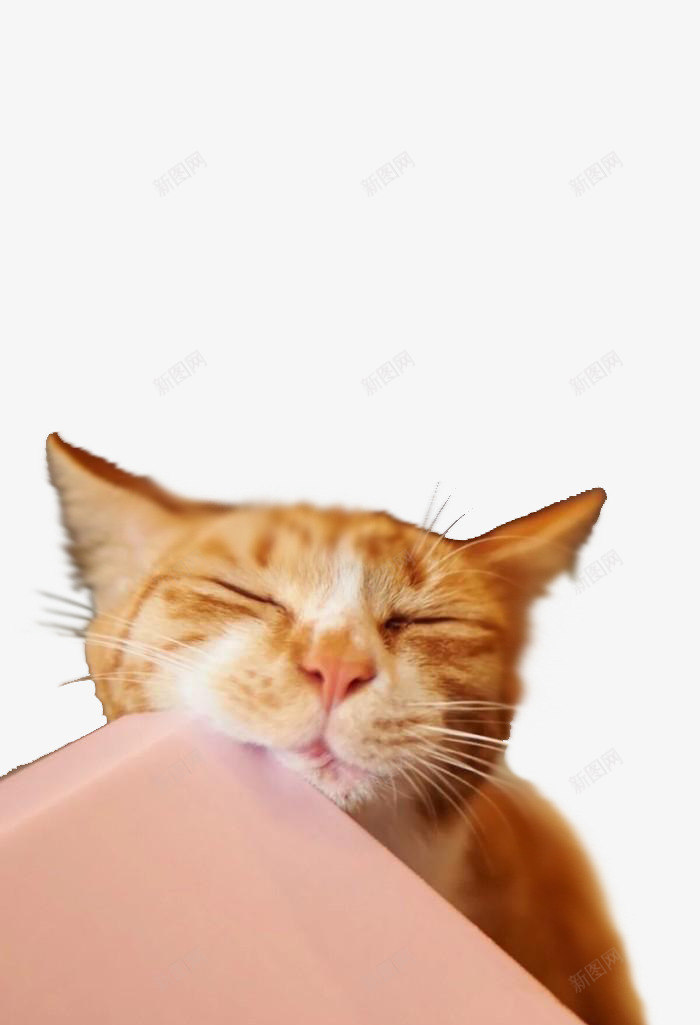 睡着的阿喵png免抠素材_新图网 https://ixintu.com 可爱 喵星人 宠物 桌子 猫咪 艺术摄影