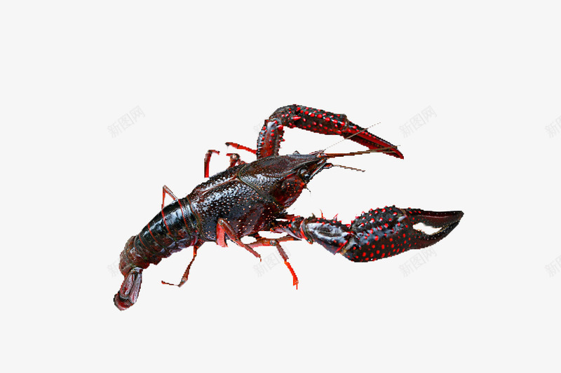 龙虾食物夜宵大虾psd免抠素材_新图网 https://ixintu.com 夜宵 大虾 食物 龙虾