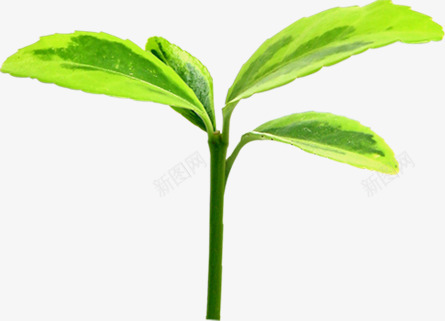 绿色踏青发芽生长植物png免抠素材_新图网 https://ixintu.com 发芽 植物 生长 绿色 踏青