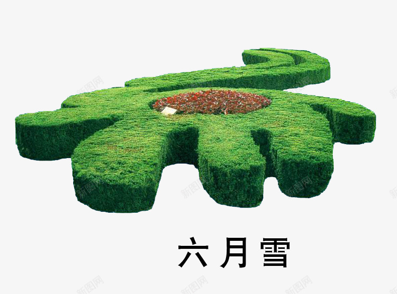 六月雪绿植png免抠素材_新图网 https://ixintu.com 园林绿化素材 园林造型 植物素材 绿植 花艺造型