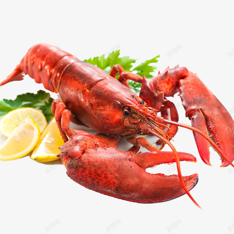 小龙虾png免抠素材_新图网 https://ixintu.com 一只虾 产品实物 红色 食物