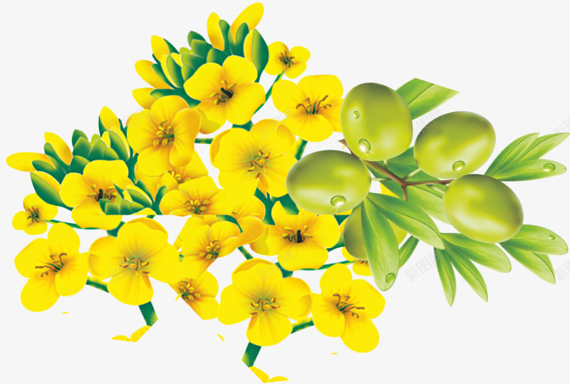 卡通手绘黄色的芥花与橄榄果png免抠素材_新图网 https://ixintu.com 创意 动漫动画 卡通手绘 橄榄果 简约 黄色的芥花