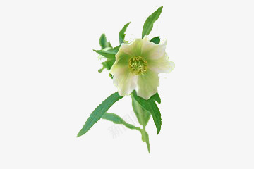 纯洁如你png免抠素材_新图网 https://ixintu.com 亲情 友情 小白花实物图 捧花花种 爱情 白色 祝福 纯洁 绿色 绿色叶子