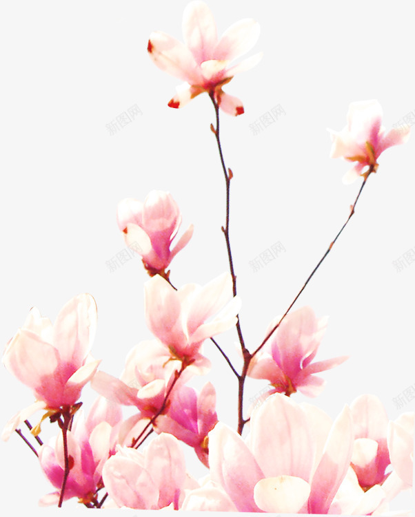 粉色踏青美景花朵png免抠素材_新图网 https://ixintu.com 粉色 美景 花朵 踏青