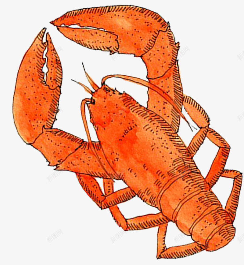 卡通简约美食装饰广告龙虾png免抠素材_新图网 https://ixintu.com 卡通美食封面设计 广告设计 海报设计 美食 美食海报设计 龙虾