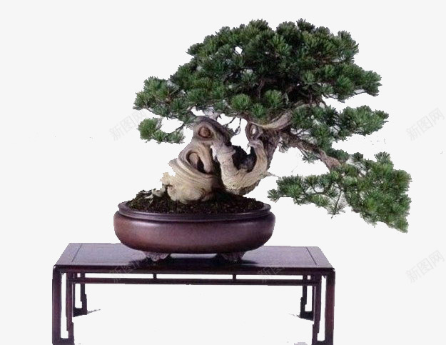 精美盆景png免抠素材_新图网 https://ixintu.com 松树 美观 花瓶 造型奇特