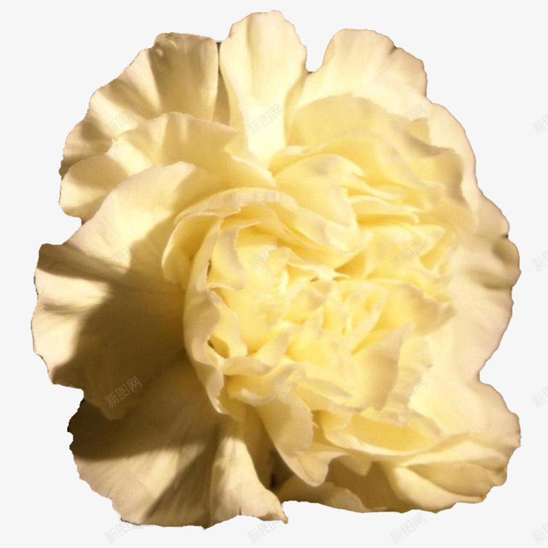 实物康乃馨植物元素png免抠素材_新图网 https://ixintu.com 康乃馨 植物花 母亲 海报设计 祝福平安 花语 黄色康乃馨