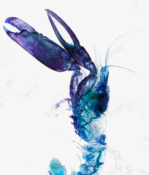 蓝色龙虾png免抠素材_新图网 https://ixintu.com 大虾 手绘龙虾 水彩龙虾 鲜虾 龙虾免扣PNG 龙虾插画