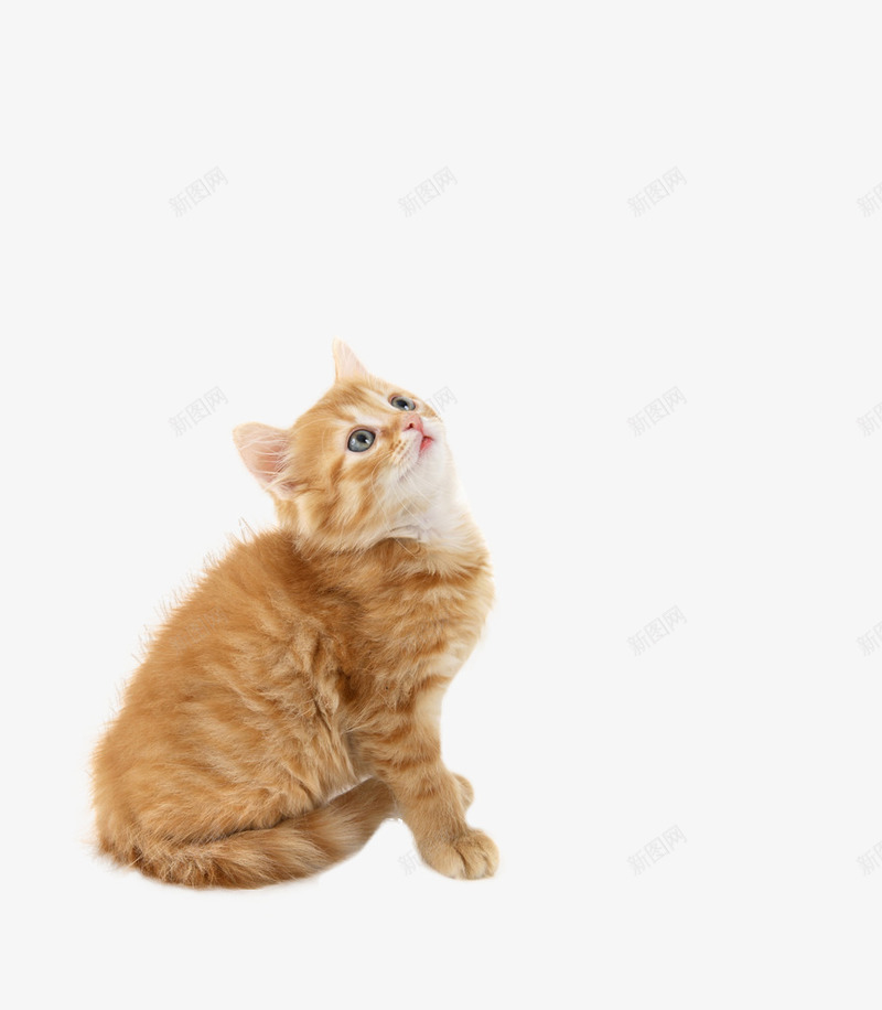卡通手绘可爱的猫咪png免抠素材_新图网 https://ixintu.com 创意 动漫动画 卡通手绘 可爱的猫咪 简约 黄色