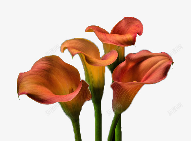 四朵盛开的橘黄色海芋花png免抠素材_新图网 https://ixintu.com 四朵 植物 橘黄色 海芋 海芋花 盛开 马蹄莲 鲜花