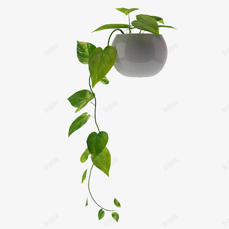 叶子鲜草绿色垂吊植物png免抠素材_新图网 https://ixintu.com 叶子鲜草绿色垂吊植物 垂吊 垂吊植物 植物 绿色植物 鲜草
