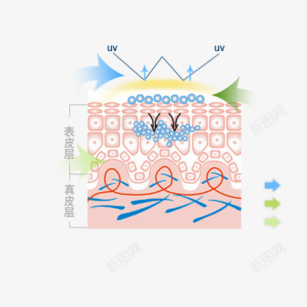 皮肤纹理介绍psd免抠素材_新图网 https://ixintu.com 绾圭悊浠嬬粛 缇庡 鐨