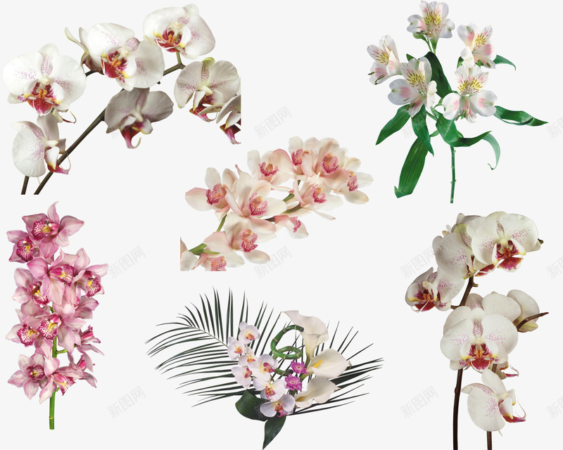 花卉线描手绘花卉png免抠素材_新图网 https://ixintu.com 花卉线描 花卉背景素材 花草 花草矢量图素材 花草矢量素材 花草素材 装饰图片素材