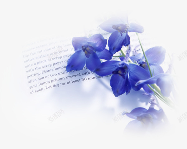 花卉线描花草图案png免抠素材_新图网 https://ixintu.com 手绘花草素材 绿植花草 花卉图片素材 花卉画 花草图片 花草图片素材 装饰图案