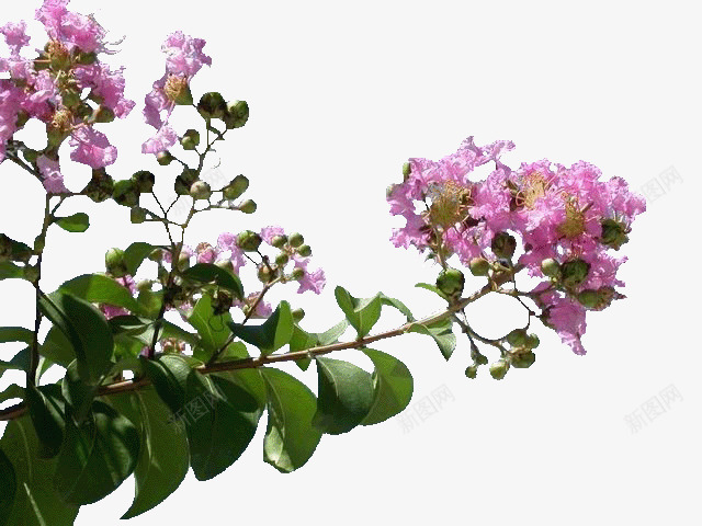 粉色的紫薇花png免抠素材_新图网 https://ixintu.com 叶子 植物 紫薇 紫薇花 绿叶 花朵 花瓣