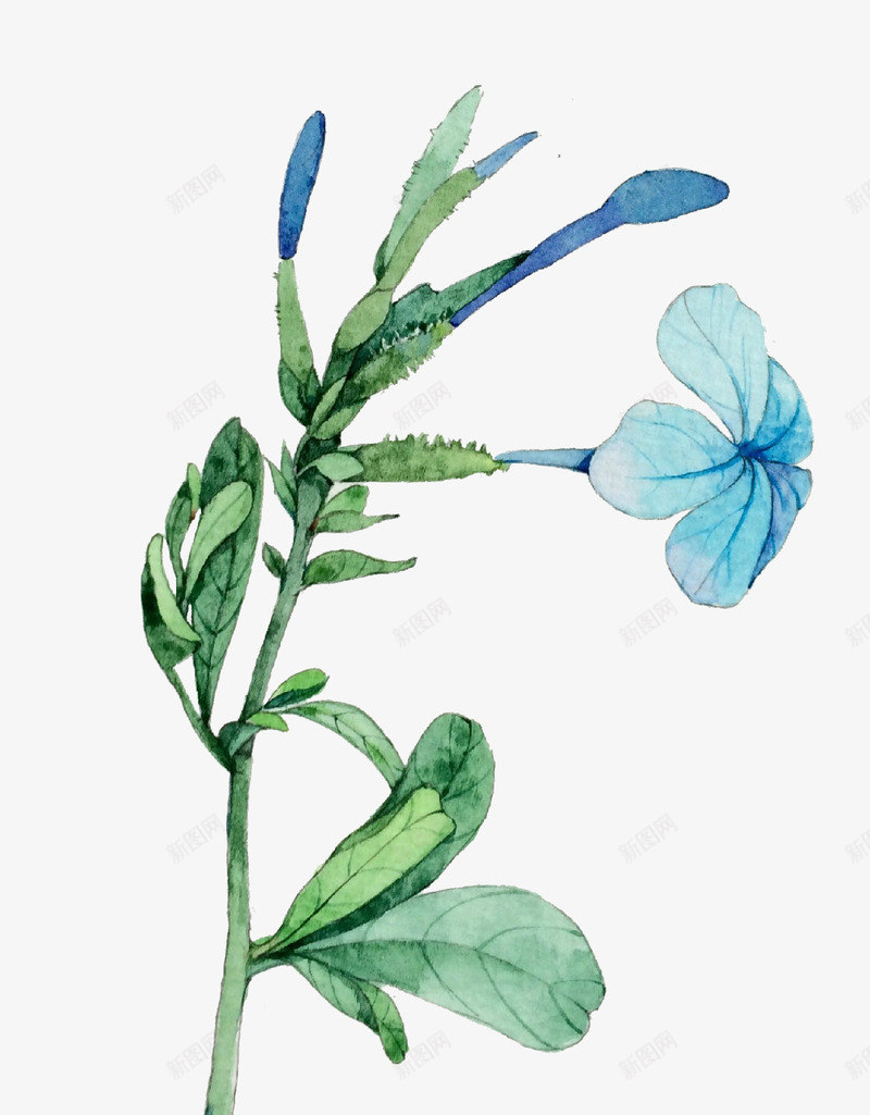一株植物png免抠素材_新图网 https://ixintu.com 卡通 叶子 唯美 桔梗 植物 绿色的 花瓣 蓝色的