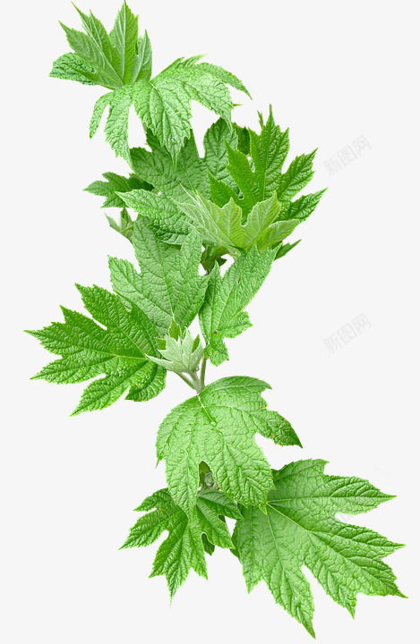 一枝绿色植物枝条png免抠素材_新图网 https://ixintu.com 叶子 枝条 植物 绿色