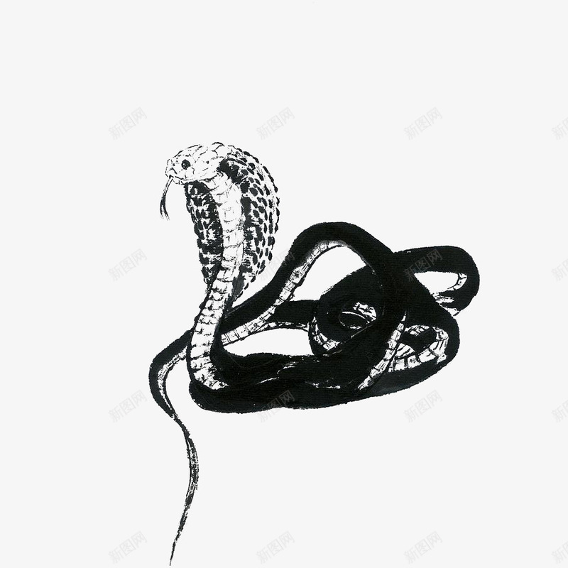 水墨眼镜蛇png免抠素材_新图网 https://ixintu.com 中国风 古典 古风 插画 毒蛇 水墨 水墨蛇 眼镜蛇 蛇 蛇年插画 蛇类