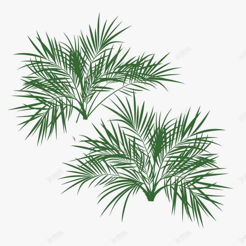 散尾竹热带植物矢量图ai免抠素材_新图网 https://ixintu.com 散尾竹 植物 热带植物 矢量图