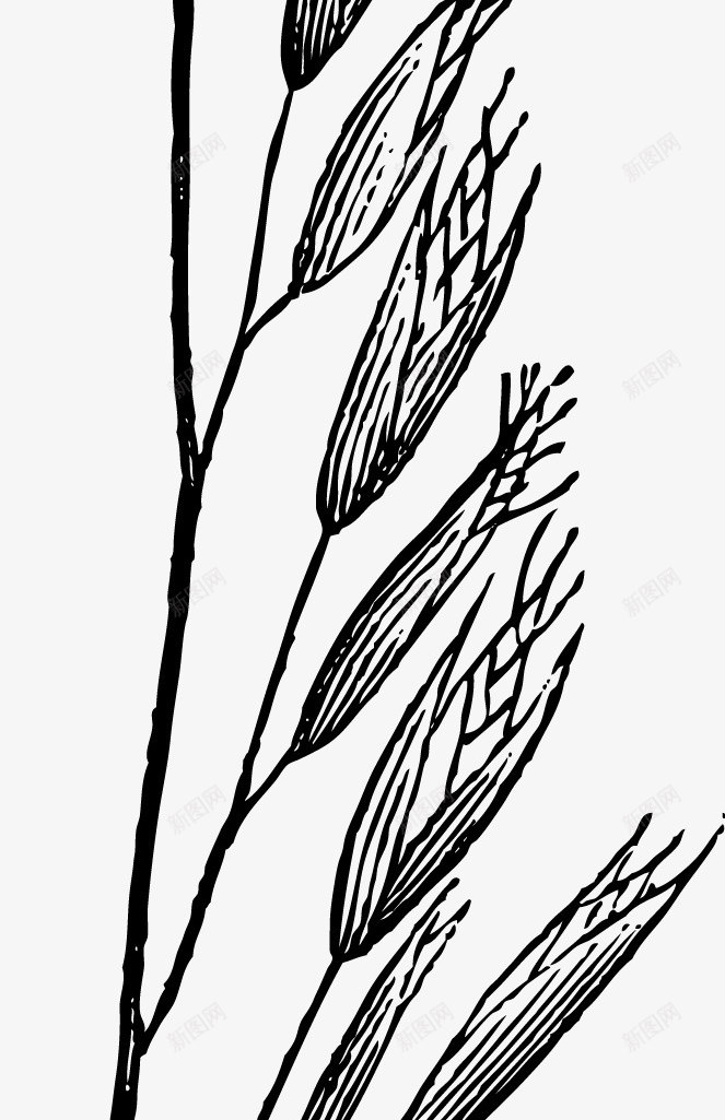 黑色麦穗谷物图标png_新图网 https://ixintu.com 小麦 手绘图 手绘植物 手绘麦子 手绘麦穗 稻田 稻穗矢量图 谷物 谷物手绘 金色麦穗 麦 麦子 麦穗 麦穗图标 黃色稻穗