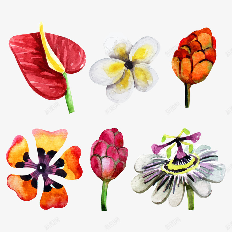 热带花png免抠素材_新图网 https://ixintu.com 热带 热带元素 热带素材 热带花 花儿 花卉