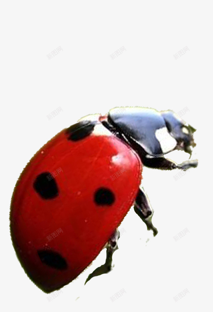 一只瓢虫png免抠素材_新图网 https://ixintu.com 七星瓢虫 实拍 昆虫 特写 益虫 花大姐