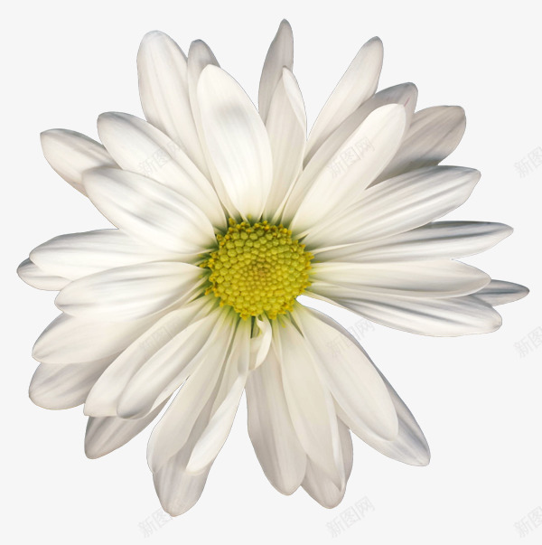 花卉线描花草图标png_新图网 https://ixintu.com ps花卉素材 手绘花草素材 线描花卉 花卉 花卉图片 花草矢量图素材 装饰图标