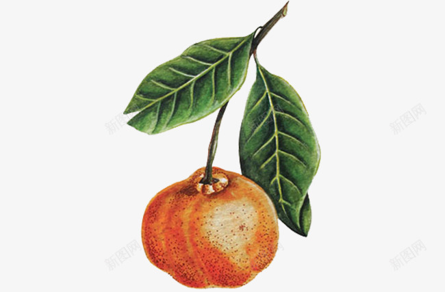 橘子手绘插画psd免抠素材_新图网 https://ixintu.com 橘红色 橙色 纹理 绿色