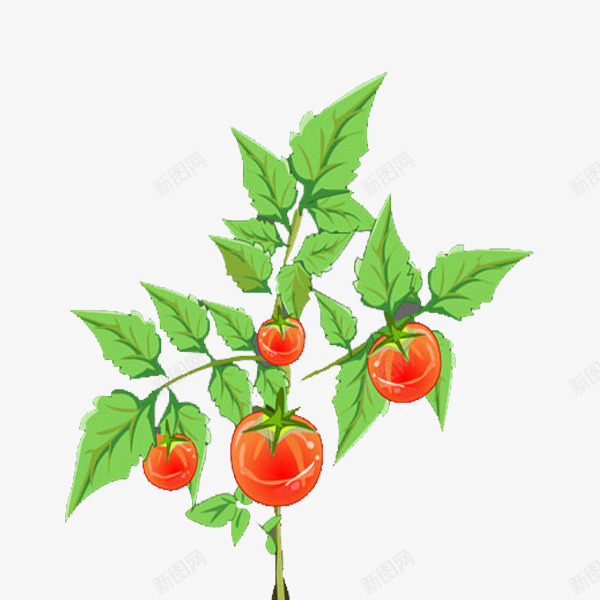 小小番茄树png免抠素材_新图网 https://ixintu.com 四个小番茄 植物 番茄 番茄叶 番茄树 红色 绿叶 绿色