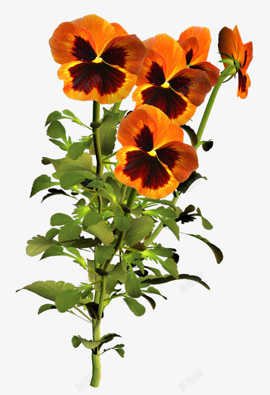 花卉线描水彩花草png免抠素材_新图网 https://ixintu.com 卡通装饰素材 植物花草素材 花卉矢量图素材 花草线描 花草背景 花草背景素材 装饰素材