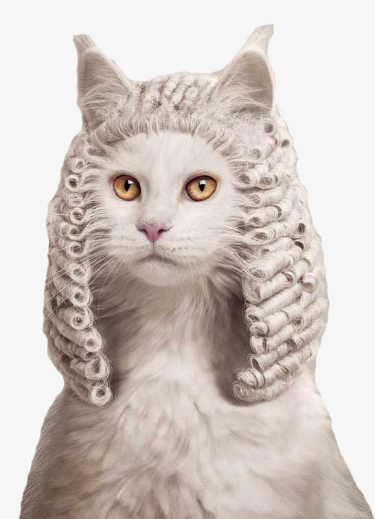 猫咪png免抠素材_新图网 https://ixintu.com 发套 戴假发 猫咪 白色