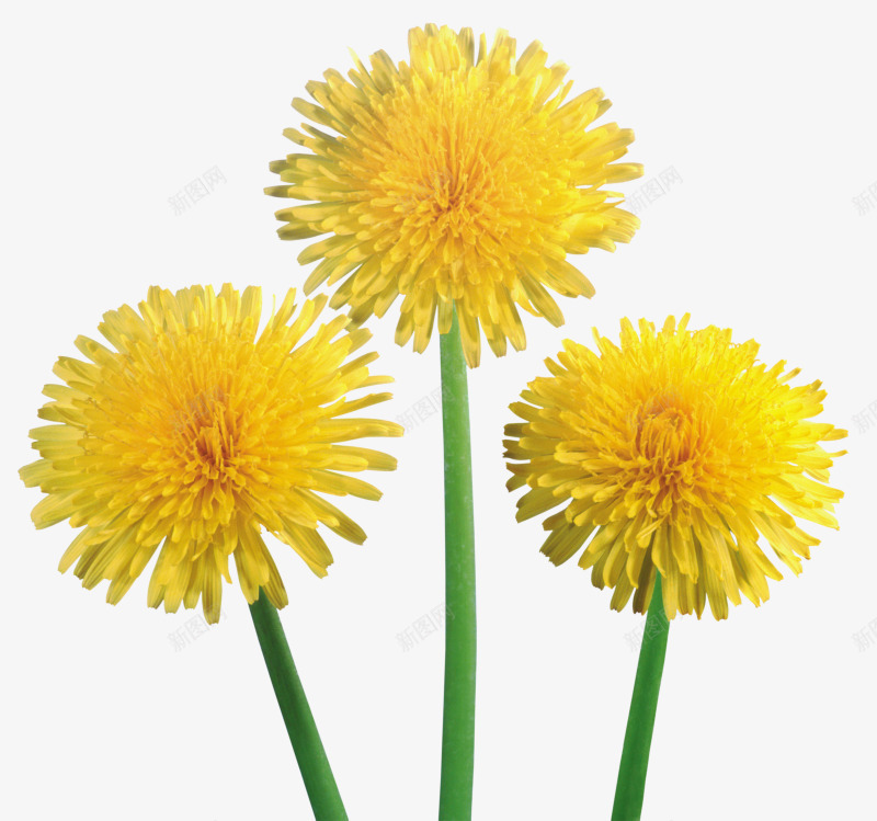 线描花卉植物花卉图标png_新图网 https://ixintu.com 绿植花草 花卉图案素材 花卉线描 花草画 花草矢量 花草矢量素材 装饰图标